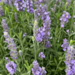 spear blue (1) (1)