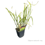 strictus