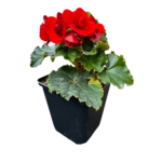 vermillion red (1)