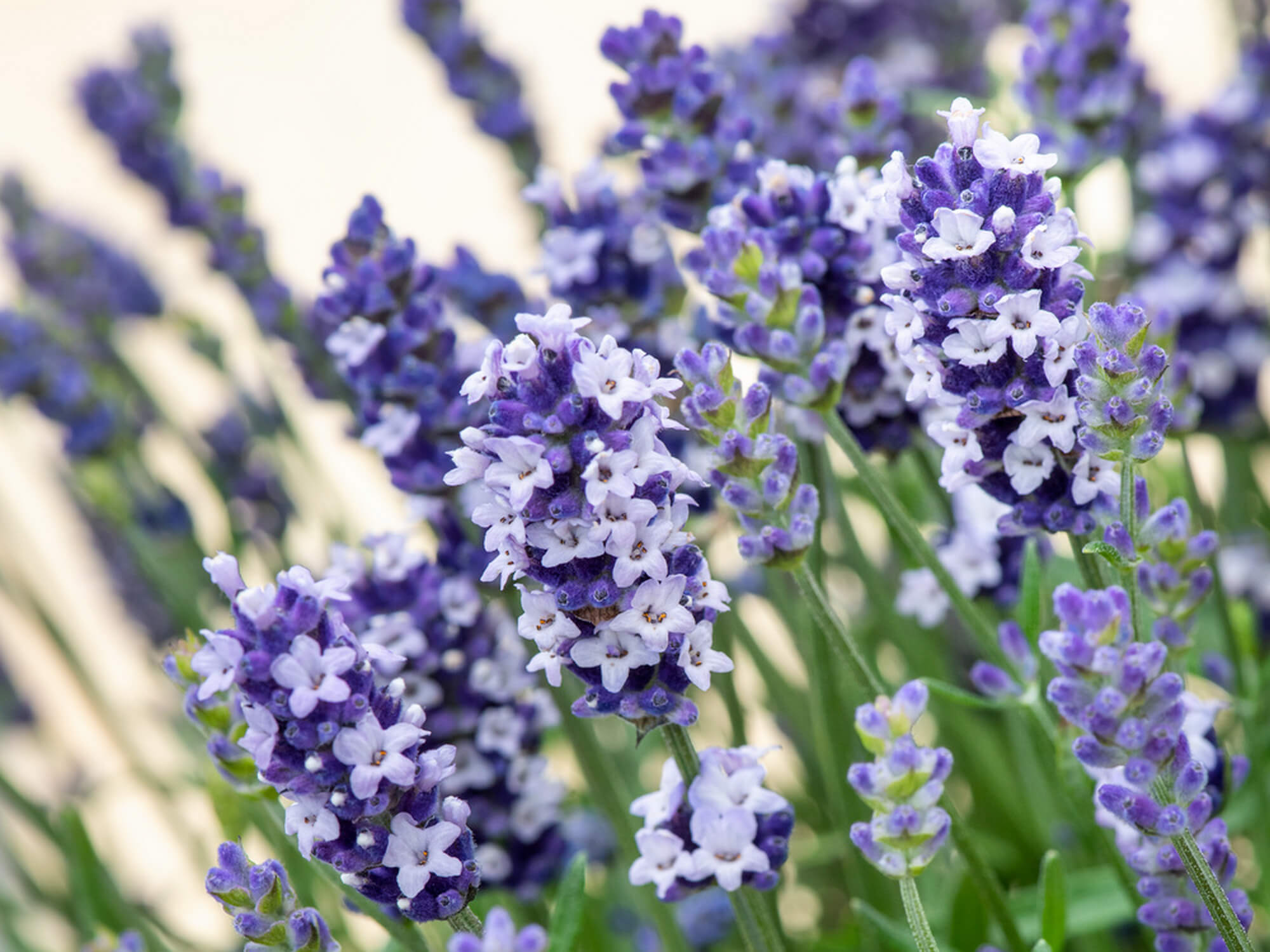 Lawenda wąskolistna – Lavandula angustifolia 'Vintro Blue’ P9 kwitnie jesienią