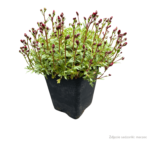 alpino early rose
