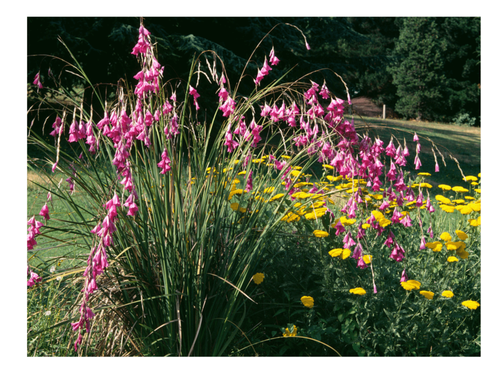 Dierama, anielskie dzwony  ‘Luana’ P9 różowa od 30.03.2026