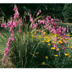 dierama