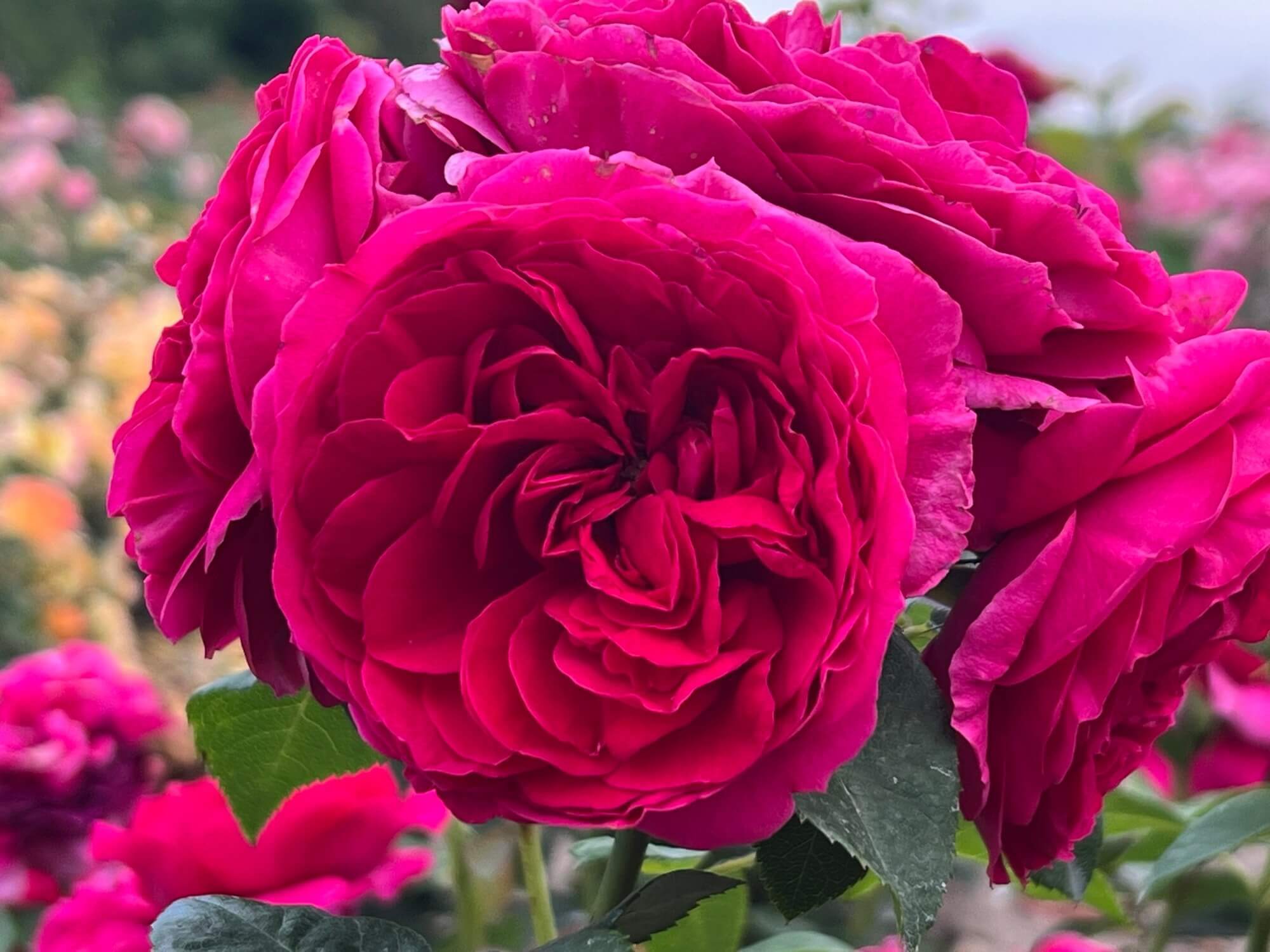 Róża Rosa 'Sophie Luise'  ciemnoróżowa pachnąca P11