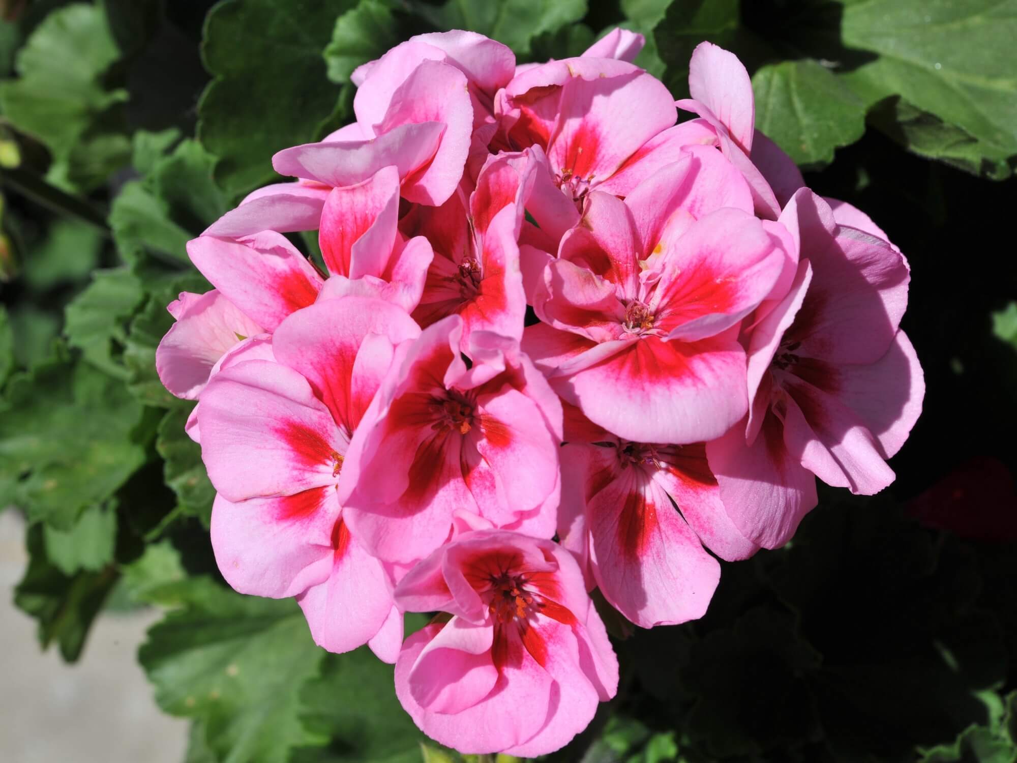 Pelargonia różowa