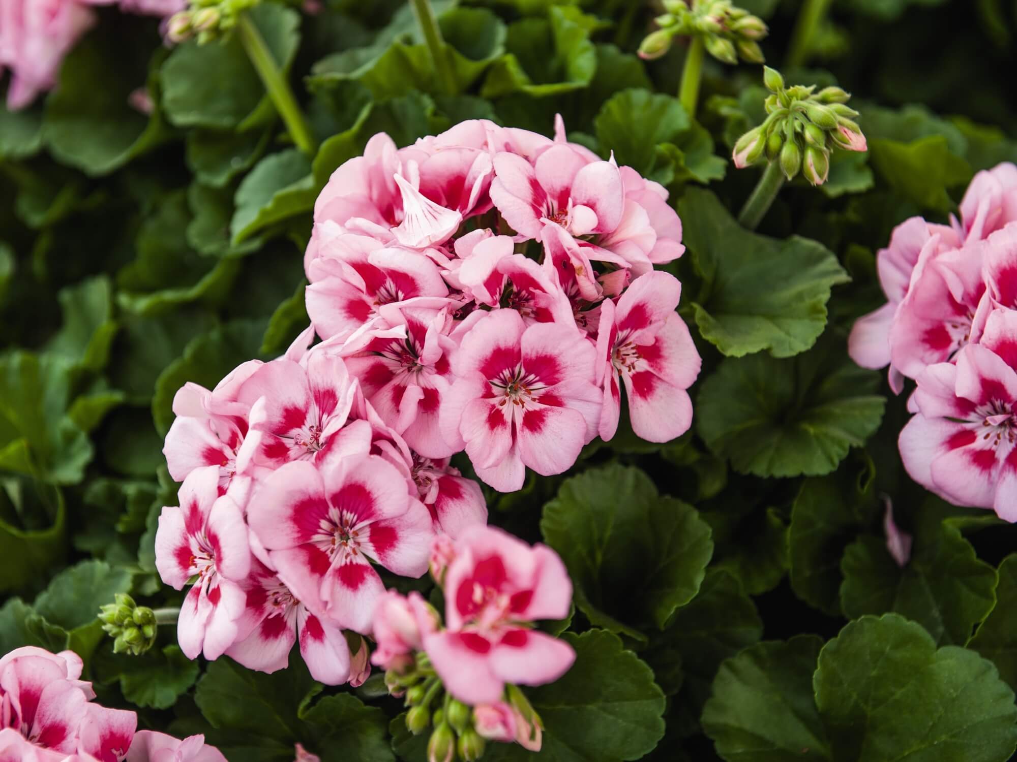 Różowe kwiaty pelargonia