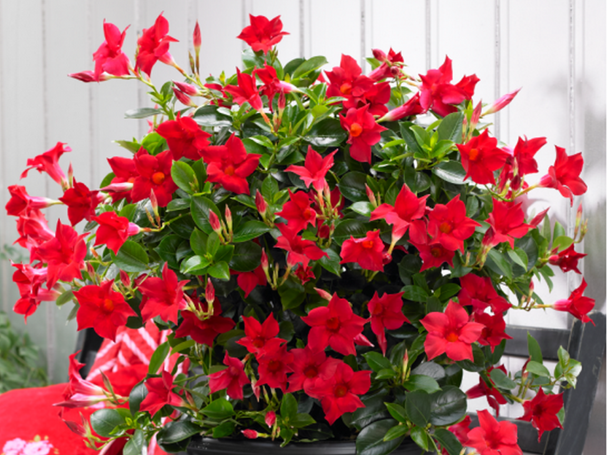 Mandevilla  Dipladenia 'Sundaville Red' doniczka P12 czerwone kwitnące pnącze