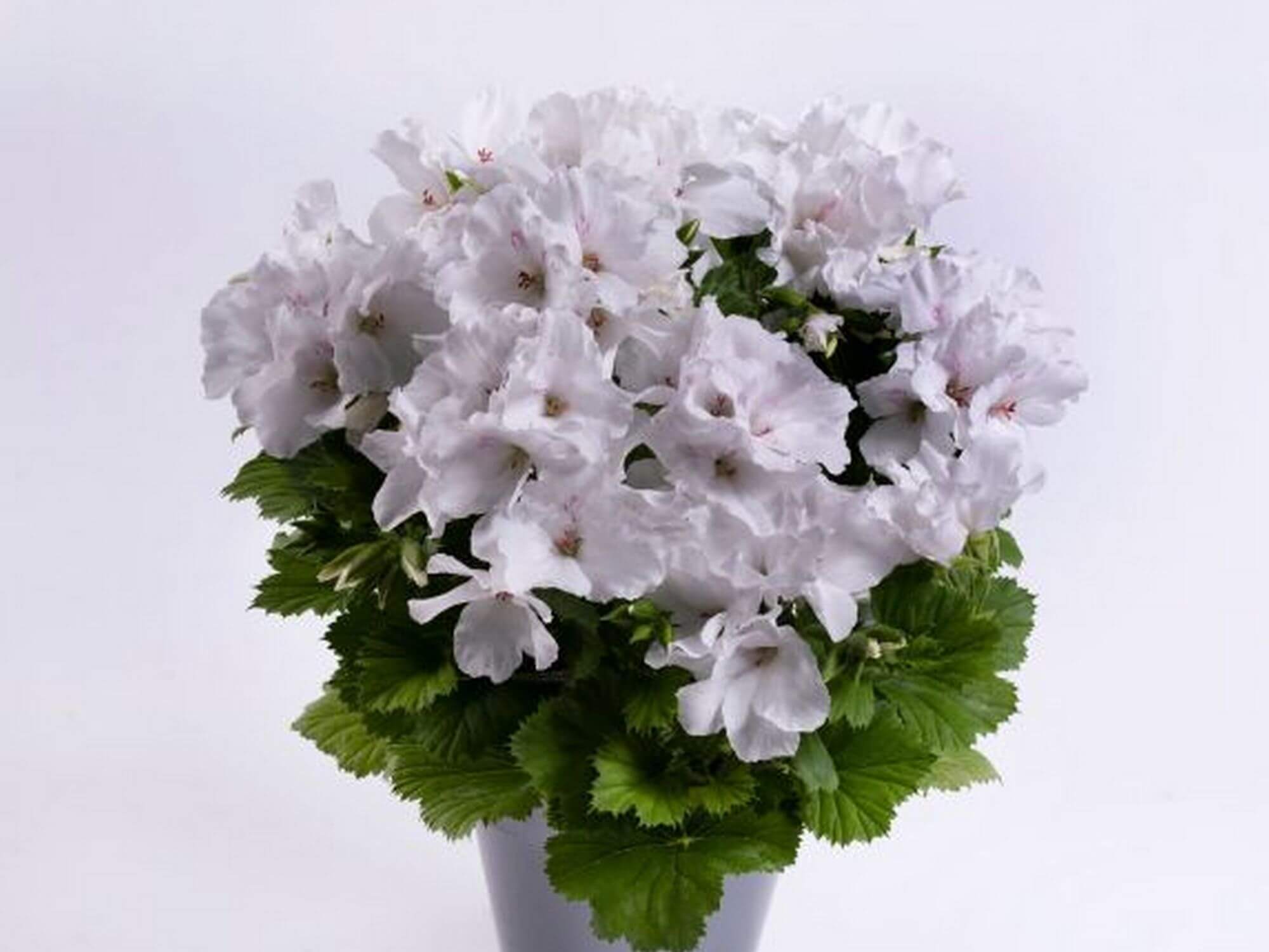 Pelargonia z białymi kwiatami