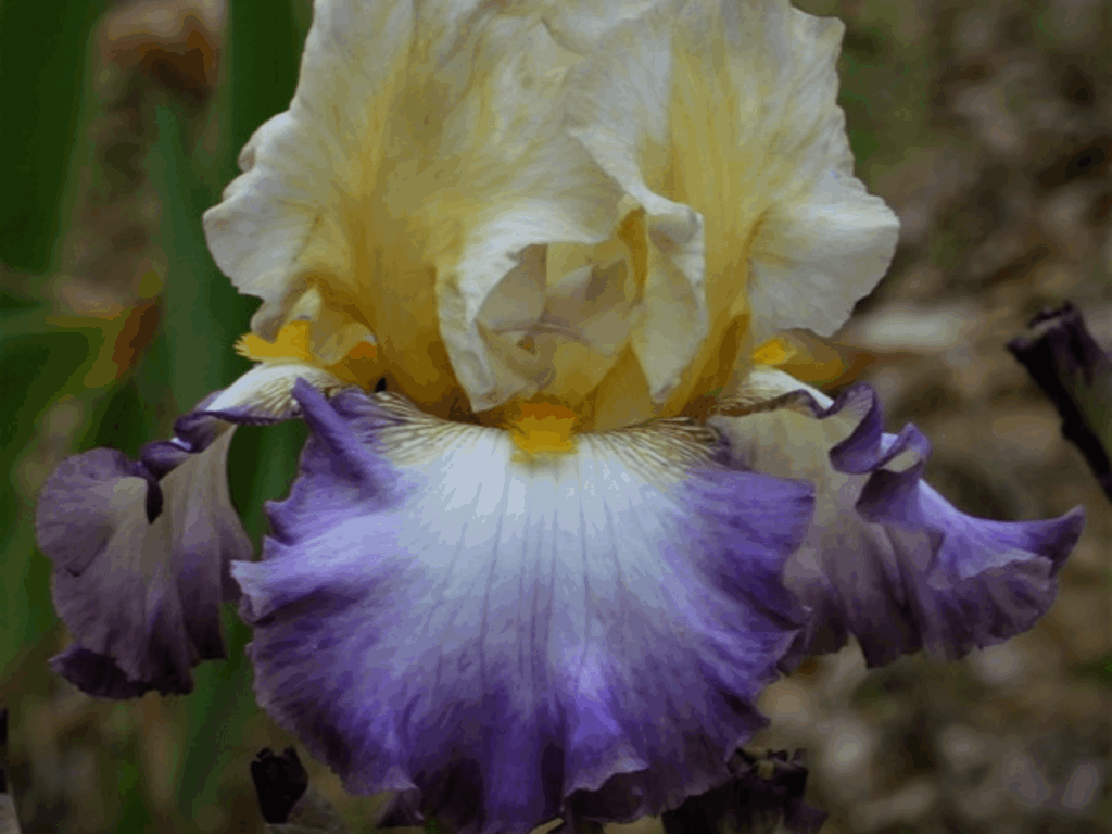 Irys żółto-fioletowy