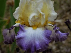 Irys żółto-fioletowy