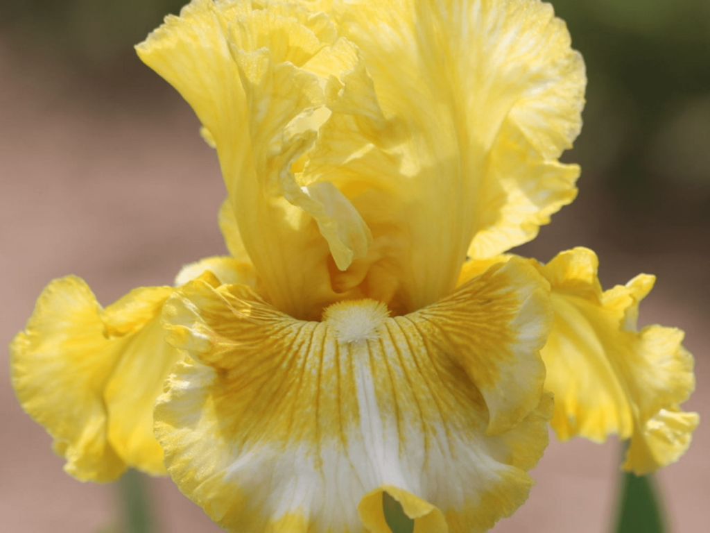 Kosaciec żółte kwiaty