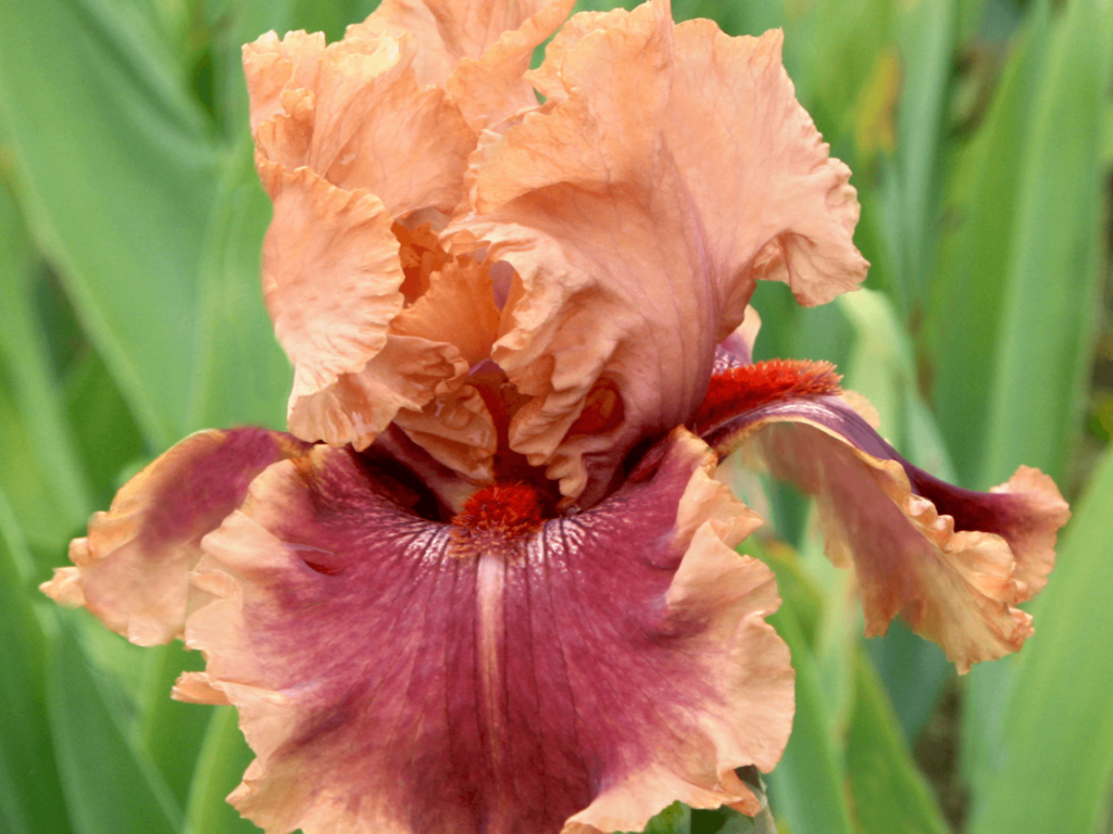 Pomarańczowy kosaciec kwiat