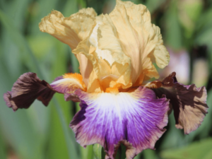 Wielobarwny irys kwiat