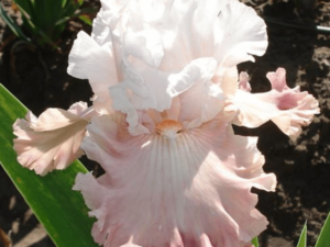 Kosaciec o łososiowych kwiatach