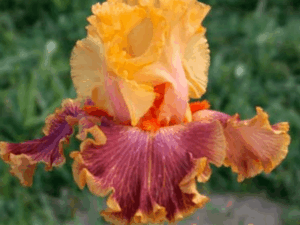 Kosaciec pomarańczowo-czerwony