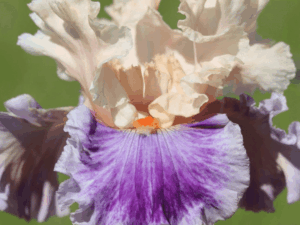 Iris Develicious