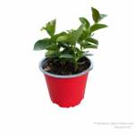 dipladenia