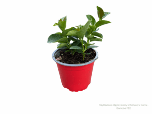 dipladenia