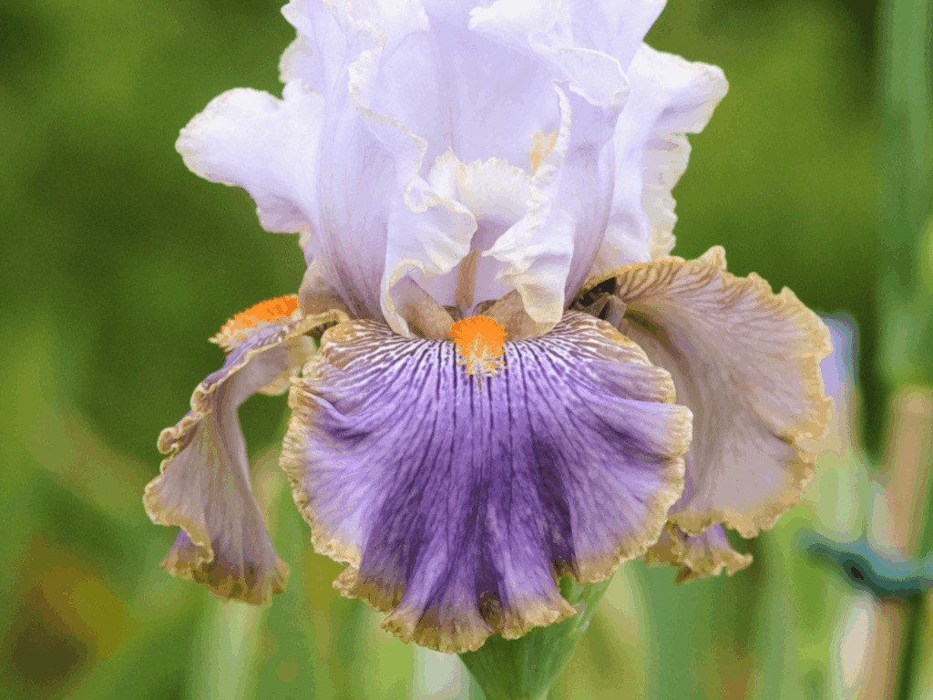 Biało-fioletowe kwiaty