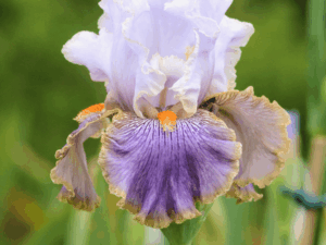 Biało-fioletowe kwiaty