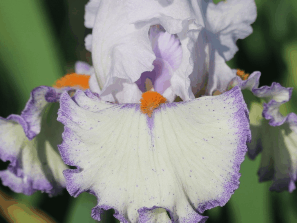 Irys biało-fioletowy