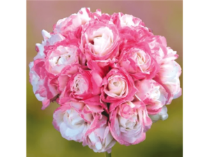 Biało-różowe kwiaty