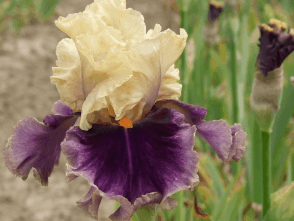 Irys bródkowy Holywood Lights kolorowe kwiaty kłącze nr 833