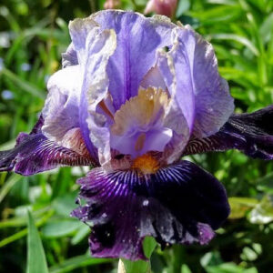 Kosaciec fioletowy kwiat