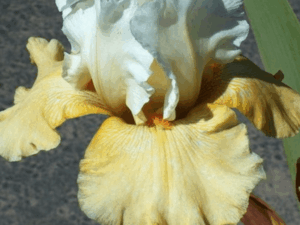 Kosaciec Kissed by The Sun