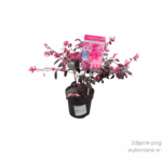 Loropetalum 'Fire Dance' (4) (1)