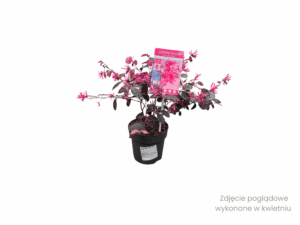 Loropetalum 'Fire Dance' (4) (1)