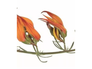 pomarańczowe kwiaty