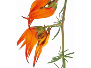 pomarańczowe kwiaty