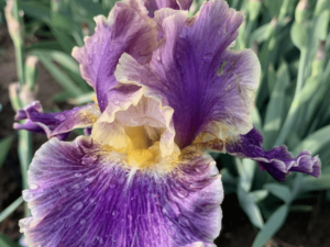 Fioletowe kwiaty kosaciec