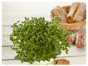 Majeranek w doniczce