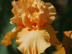 Irys Pomarańczowy Millenium Sunrise