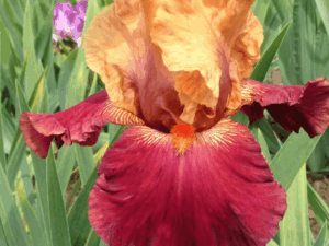 Pomarańczowy kosaciec