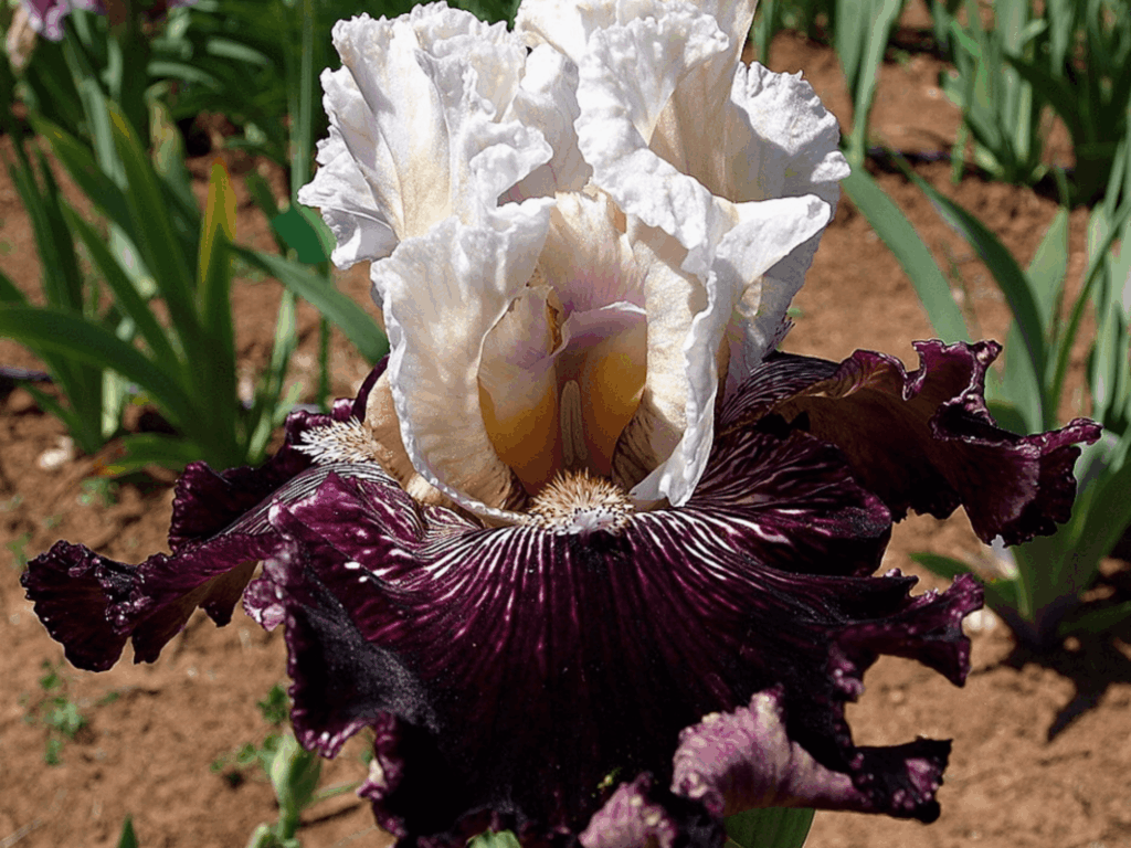 Irys Palace Treasure