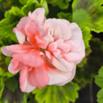 pelargonia