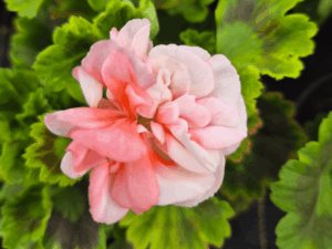 pelargonia