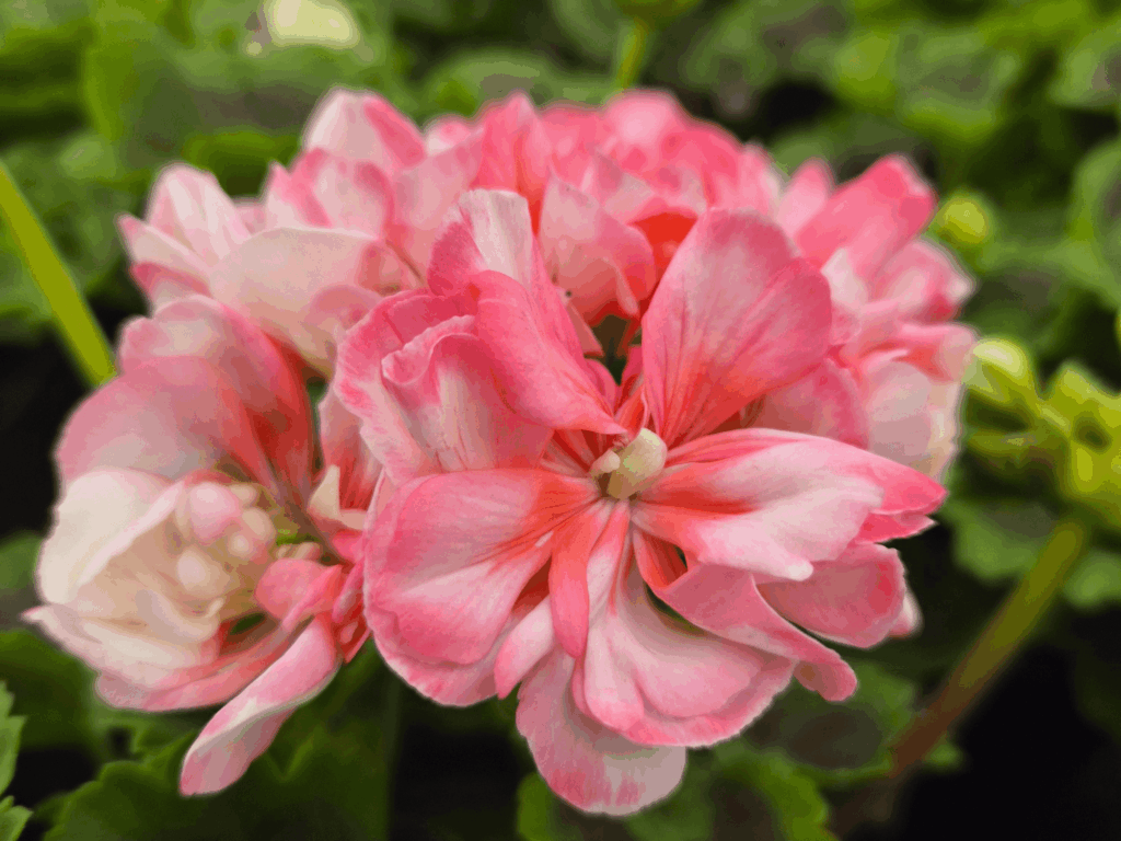 pelargonia
