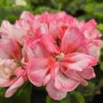 pelargonia