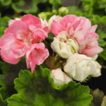 pelargonia