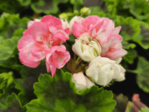 pelargonia