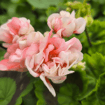 pelargonia