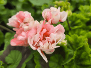 pelargonia