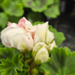 pelargonia
