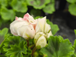 pelargonia