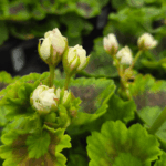 pelargonia