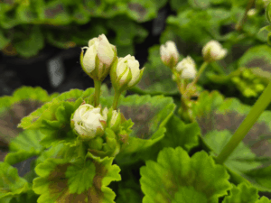 pelargonia